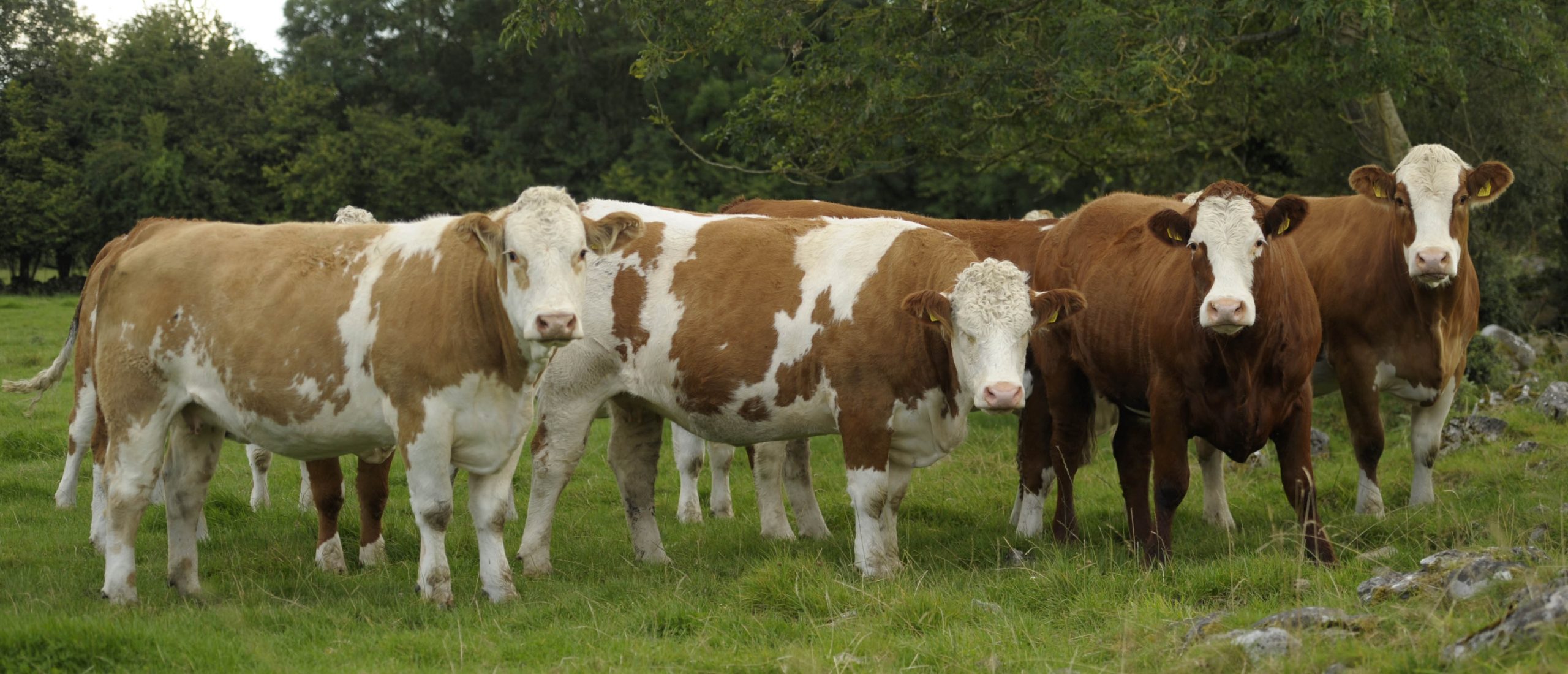 Read more about the article Entry Form for Ballymote X Heifer Sale Saturday 07th October 2023