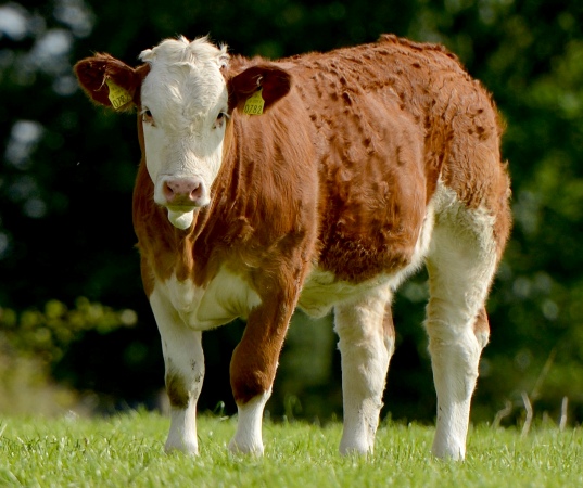 Read more about the article Ballymote X Heifer Sale 2018 Entry Form