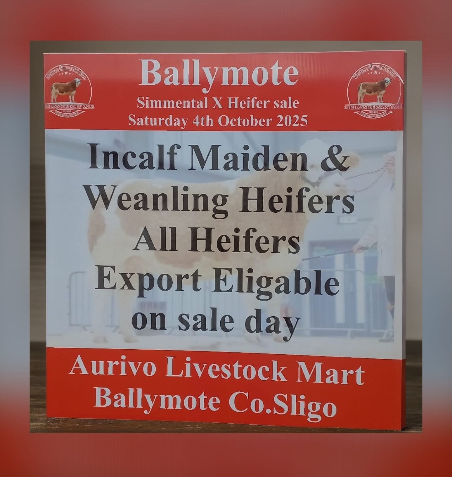 Ballymote Simmental X Heifer Sale Saturday 4th October 2025       (Special   30th Anniversary Sale)