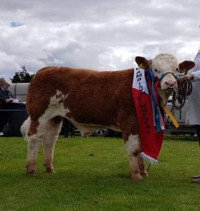 Bandon19 Male & Overall Champ Dripsey King Of Hearts