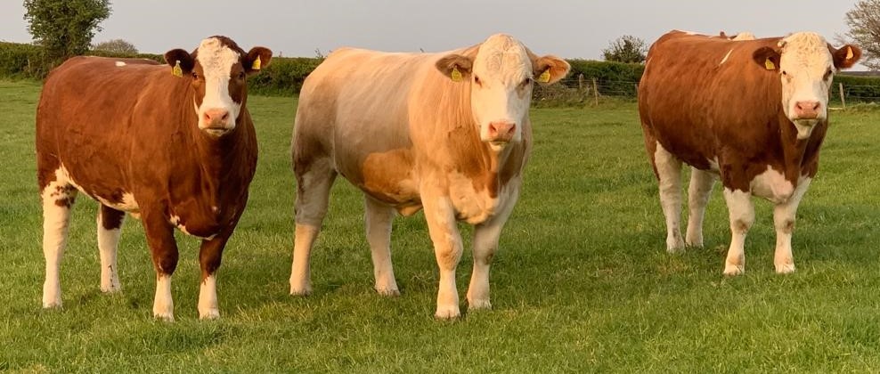 Read more about the article Super Trade at Roscommon Simmental X Heifer Sale