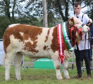 Overall Champion Yearling Champion & Club Champion 'Corbally Kerrys VIP'