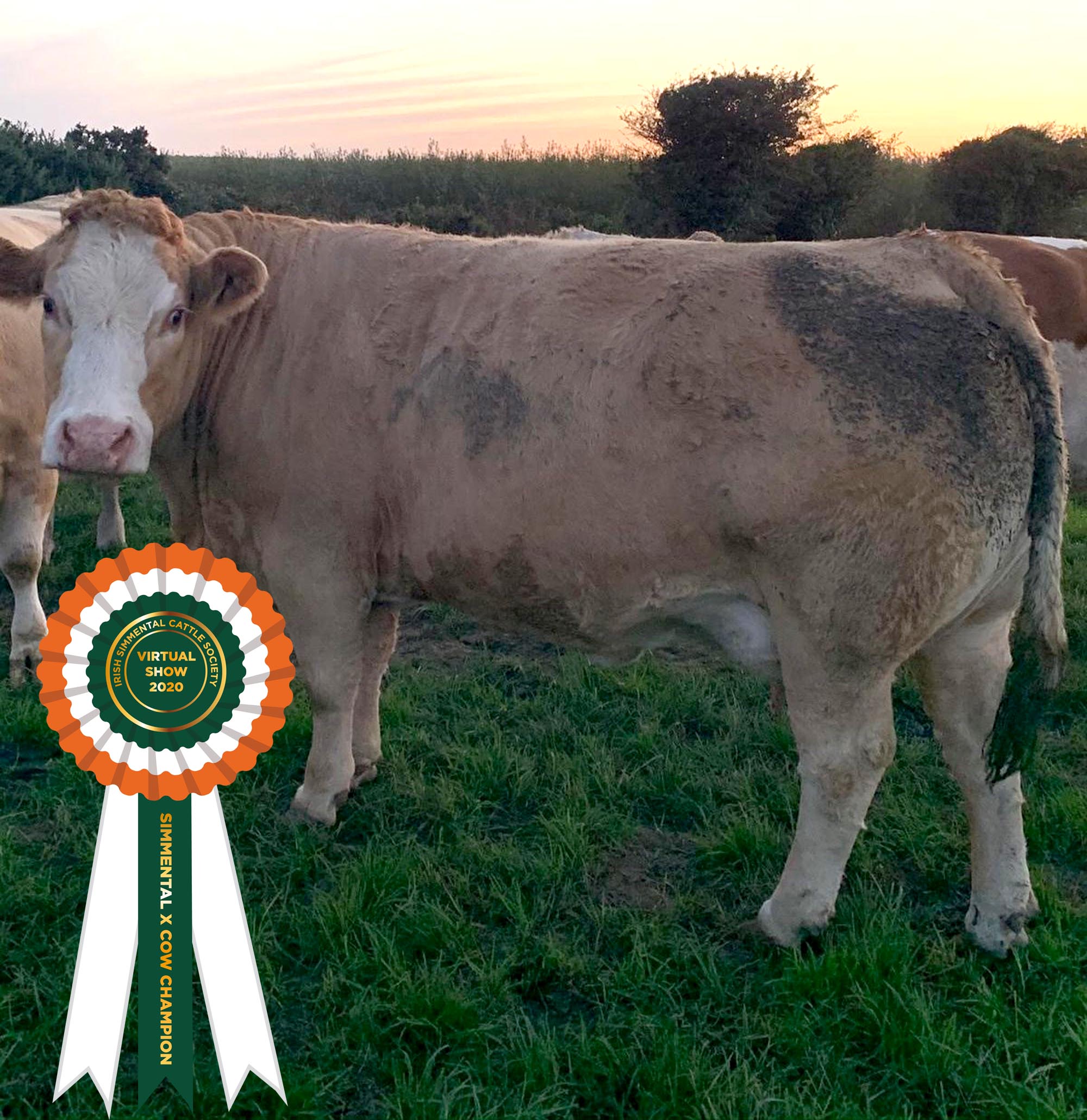 Read more about the article Results Class 18 – Simmental X Cow