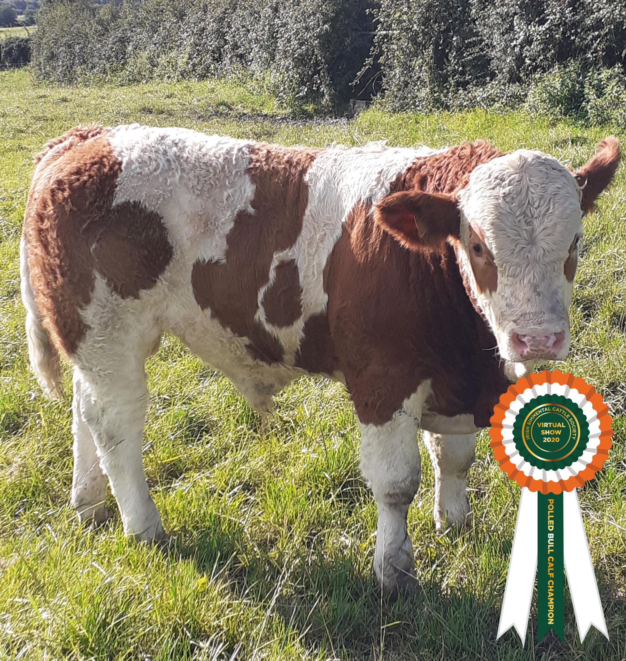 Read more about the article Results Class 14 – Polled Bull Calf