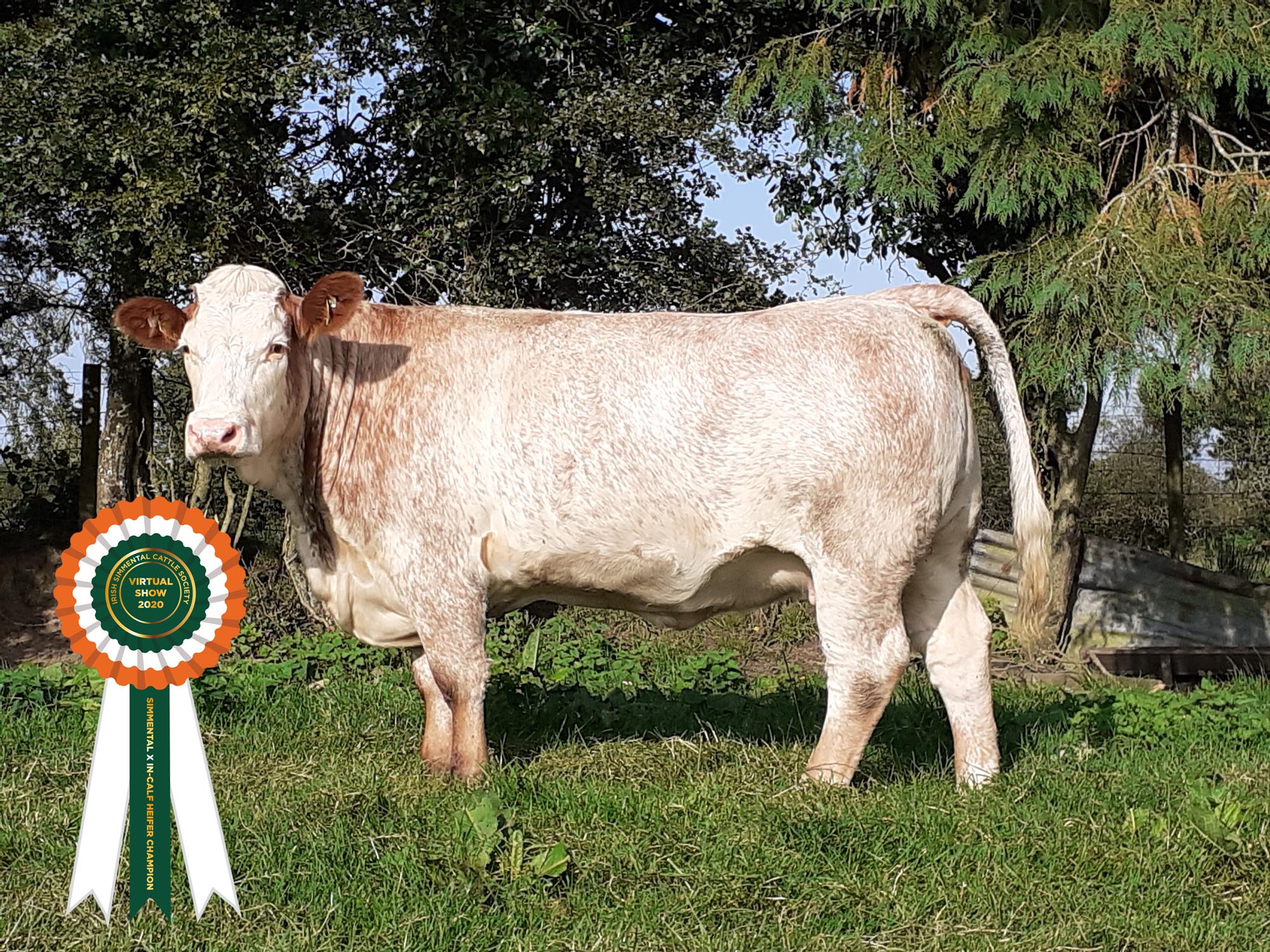 Read more about the article Results Class 19 – Simmental X In-Calf Heifer