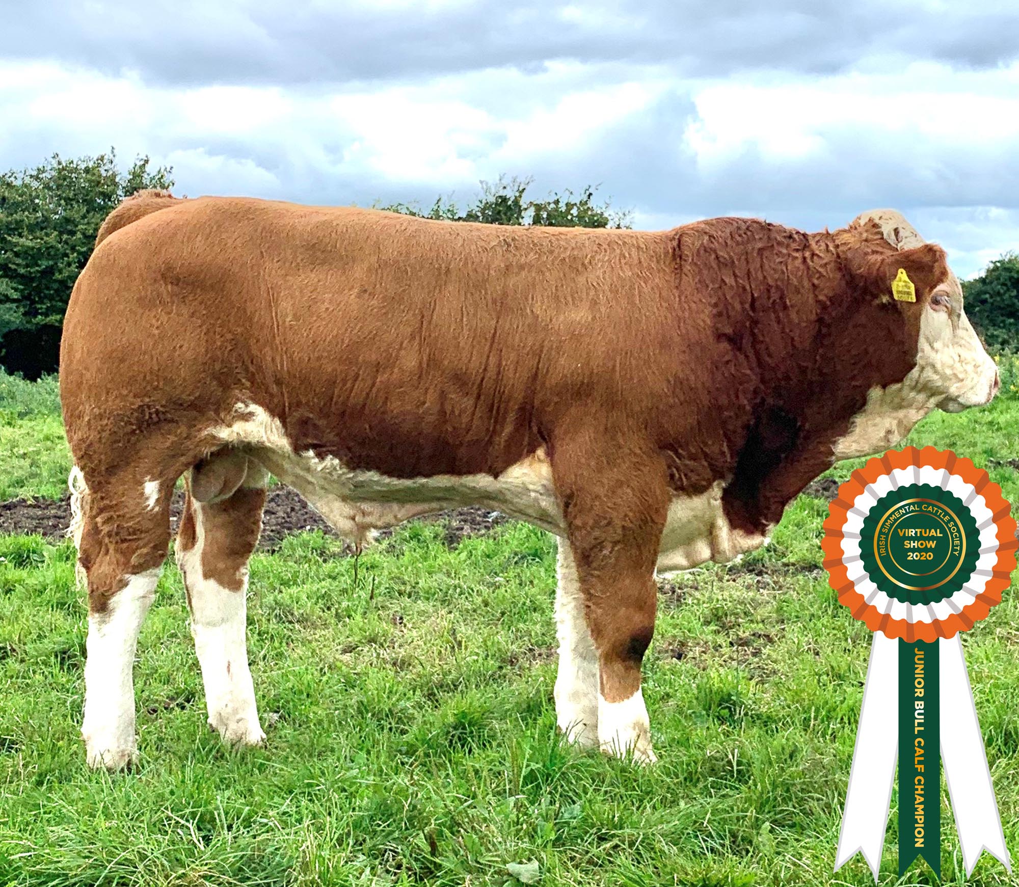 Read more about the article Results Class 16 – Junior Bull Calf