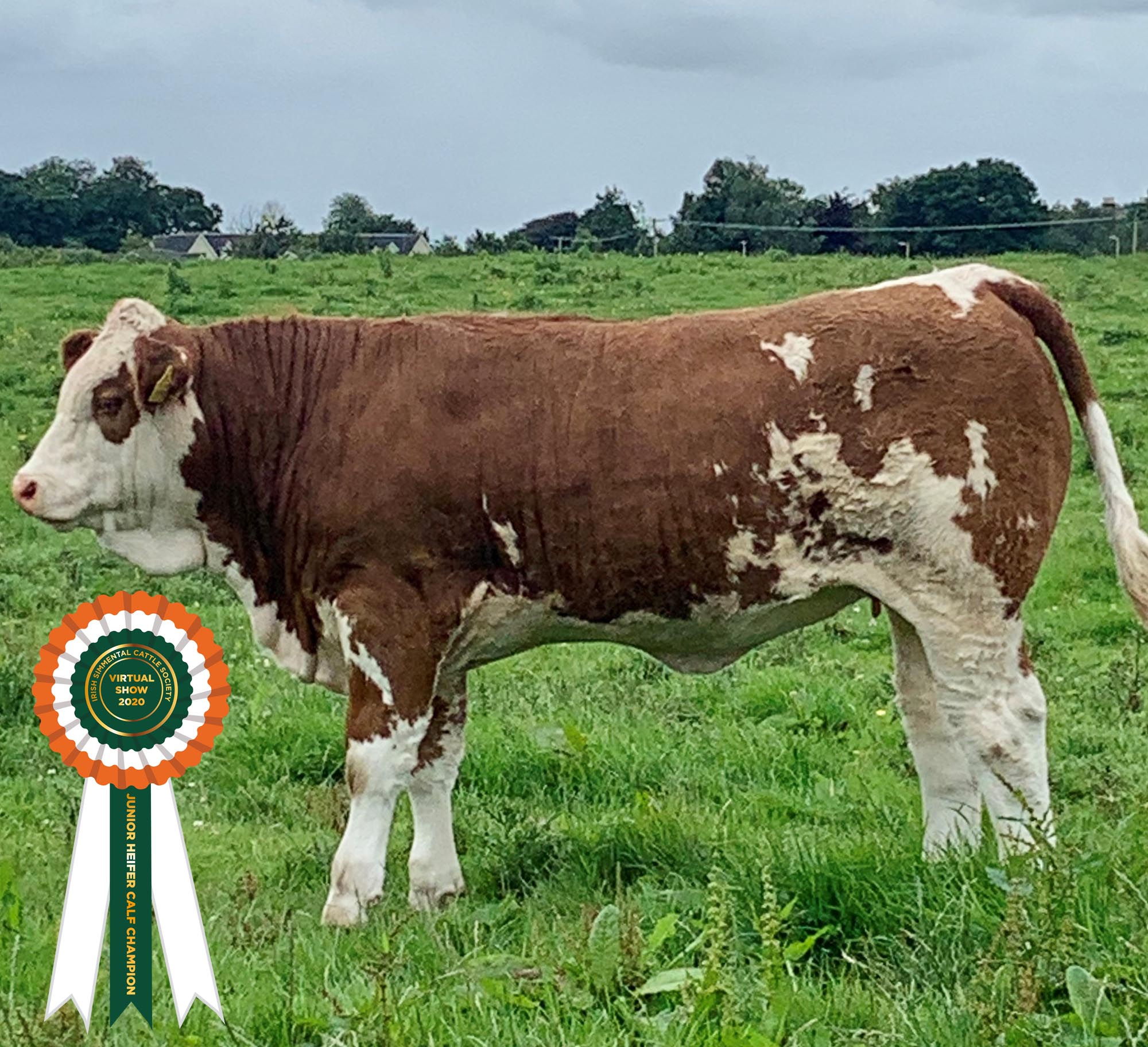 Read more about the article Results Class 17 – Junior Heifer Calf