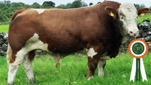 Champion Junior Bull