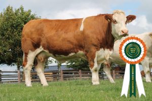 Champion Junior Cow