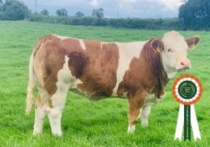 Champion-Weanling-Heifer-image