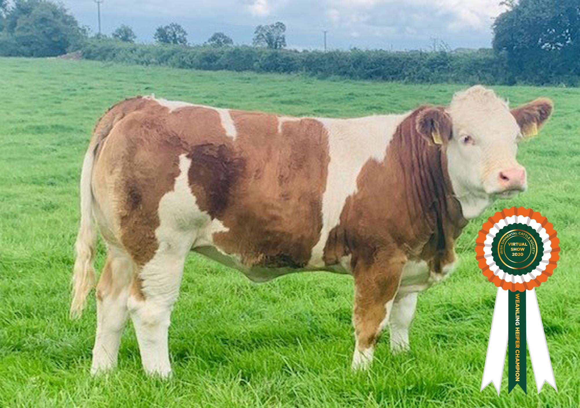 Read more about the article Results Class11 – Weanling Heifer