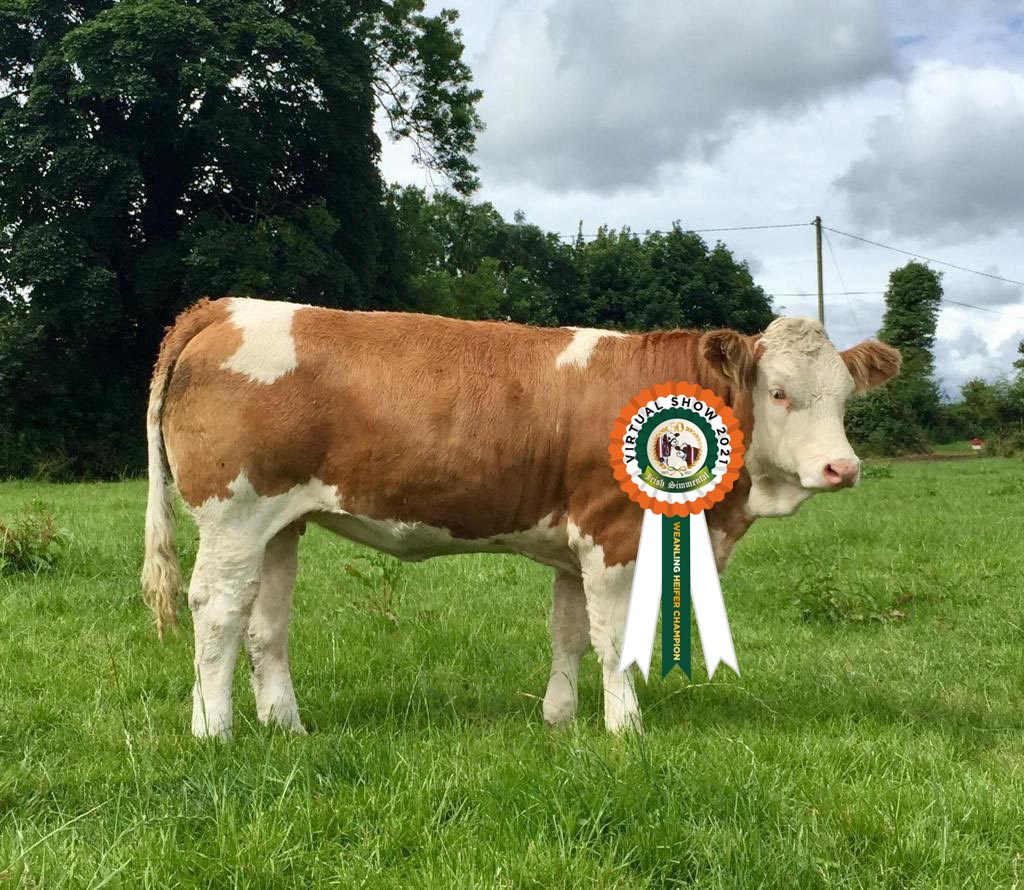 Read more about the article Results Weanling Heifer Class # 11