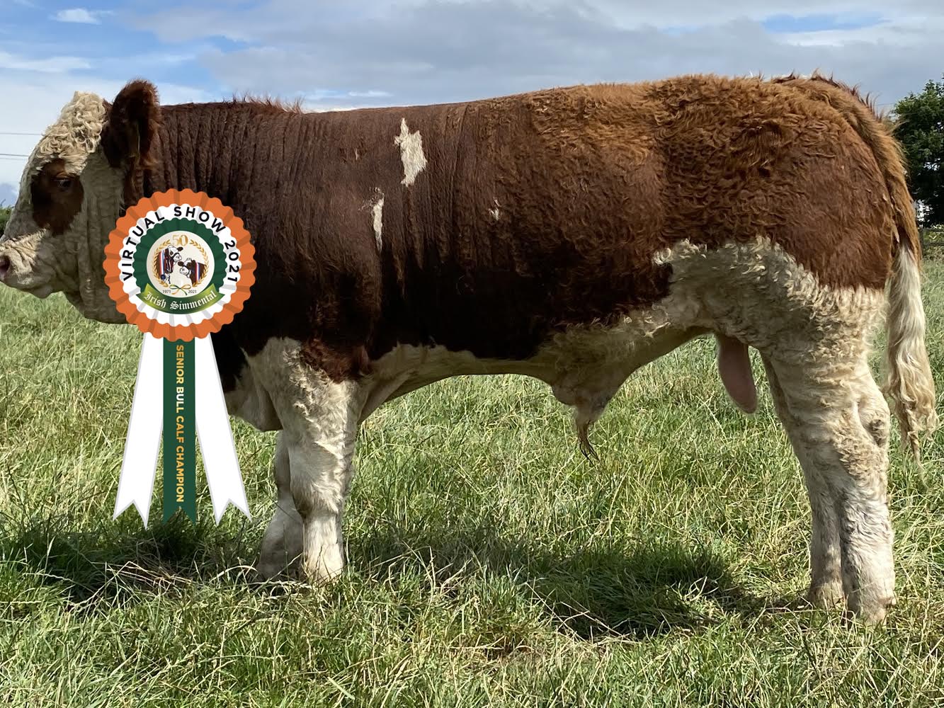 Read more about the article Results Senior Bull Calf Class # 12