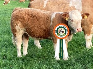 Class 13 No 7 senior heifer calf champion