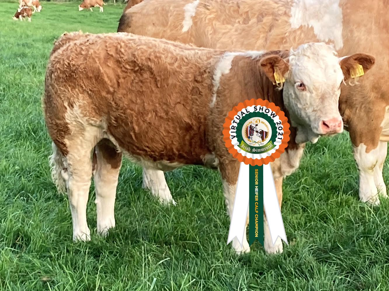 Read more about the article Results Senior Heifer Calf Class # 13