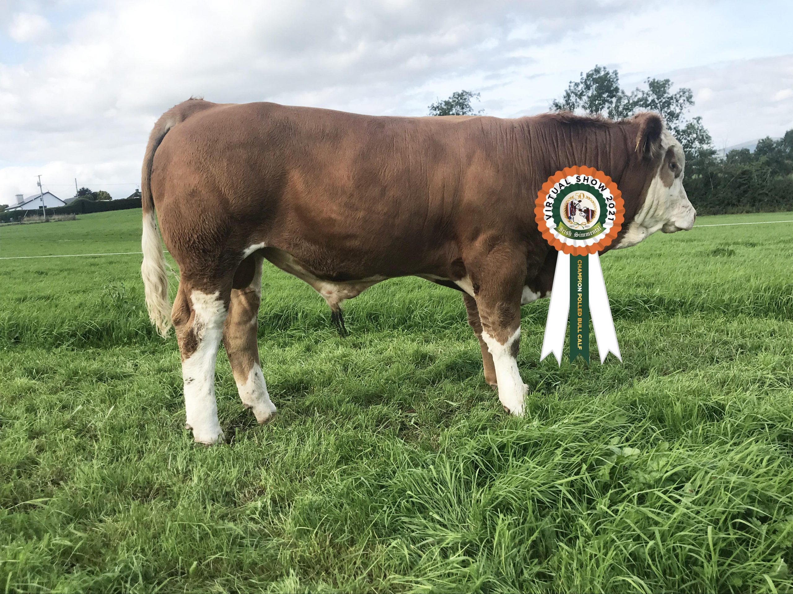 Read more about the article Results Polled Bull Calf Class # 14