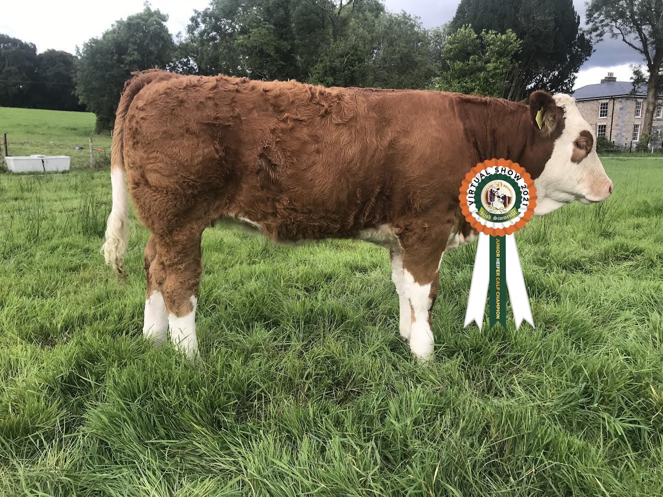Read more about the article Results Junior Heifer Calf Class # 17