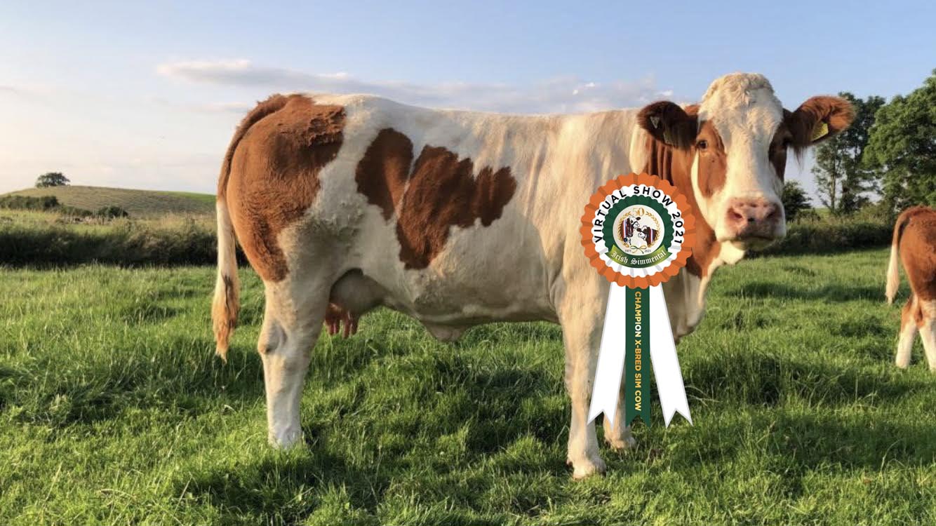 Read more about the article Results Commercial Simmental Sired Suckler Cow Class # 18