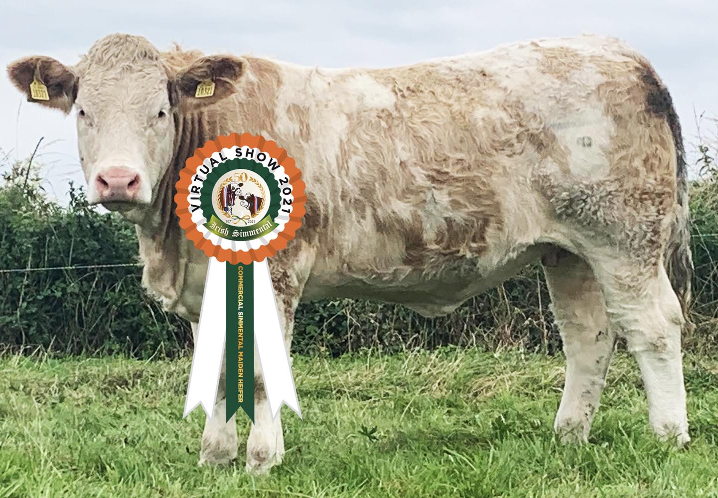 Read more about the article Results Commercial Simmental Maiden Heifer Class # 20