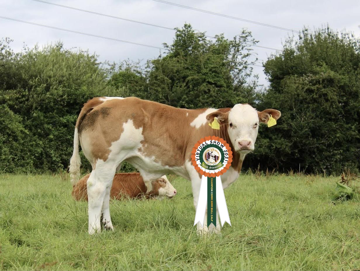 Read more about the article Results Commercial Simmental Bull Calf Class # 22