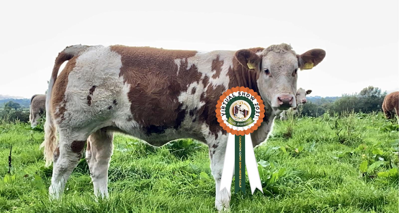 Read more about the article Results Commercial Simmental Heifer Calf Class # 23