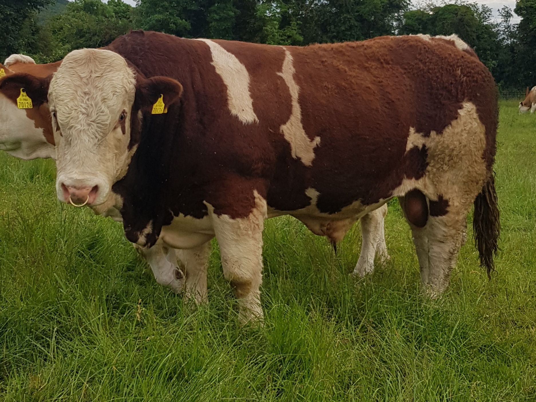 Virtual Show 2021 - Entries Junior Bull ~ Class # 4 - Irish Simmental ...