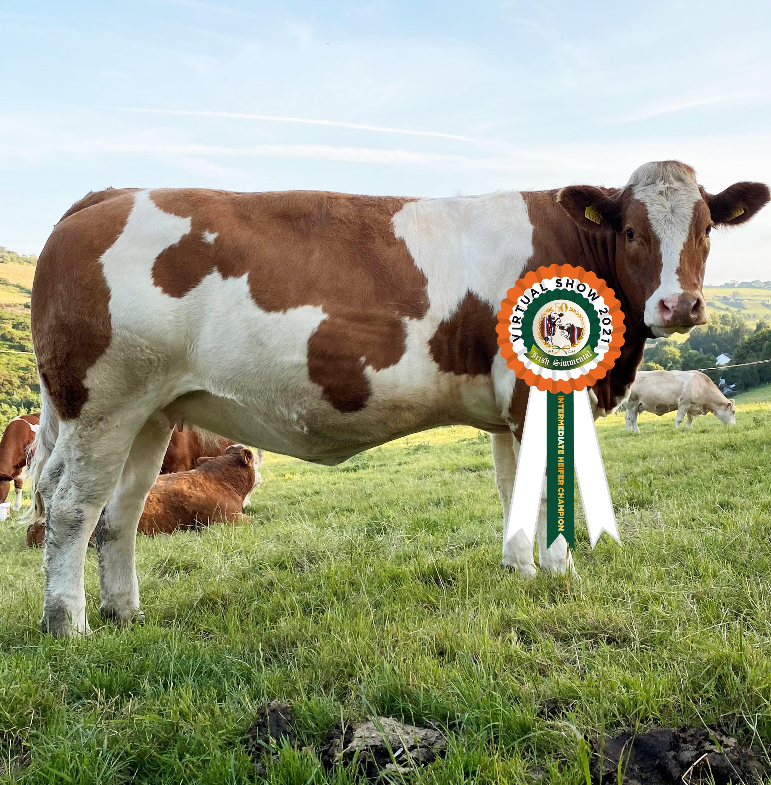 Read more about the article Results Intermediate Heifer Class 6
