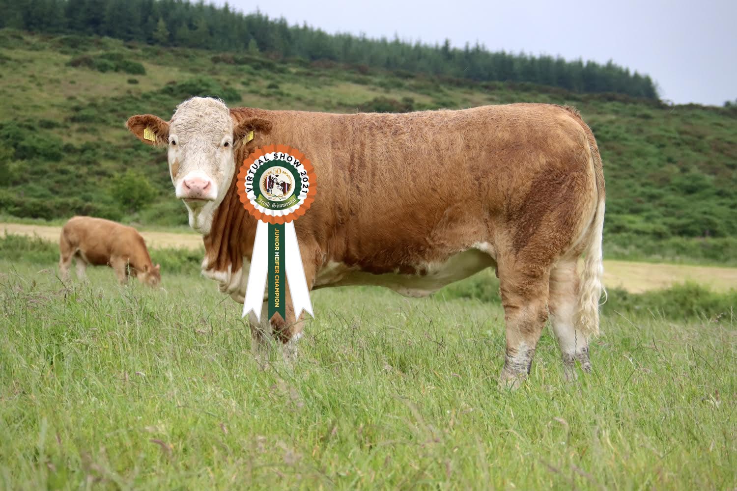 Read more about the article Results Junior Heifer Class 7