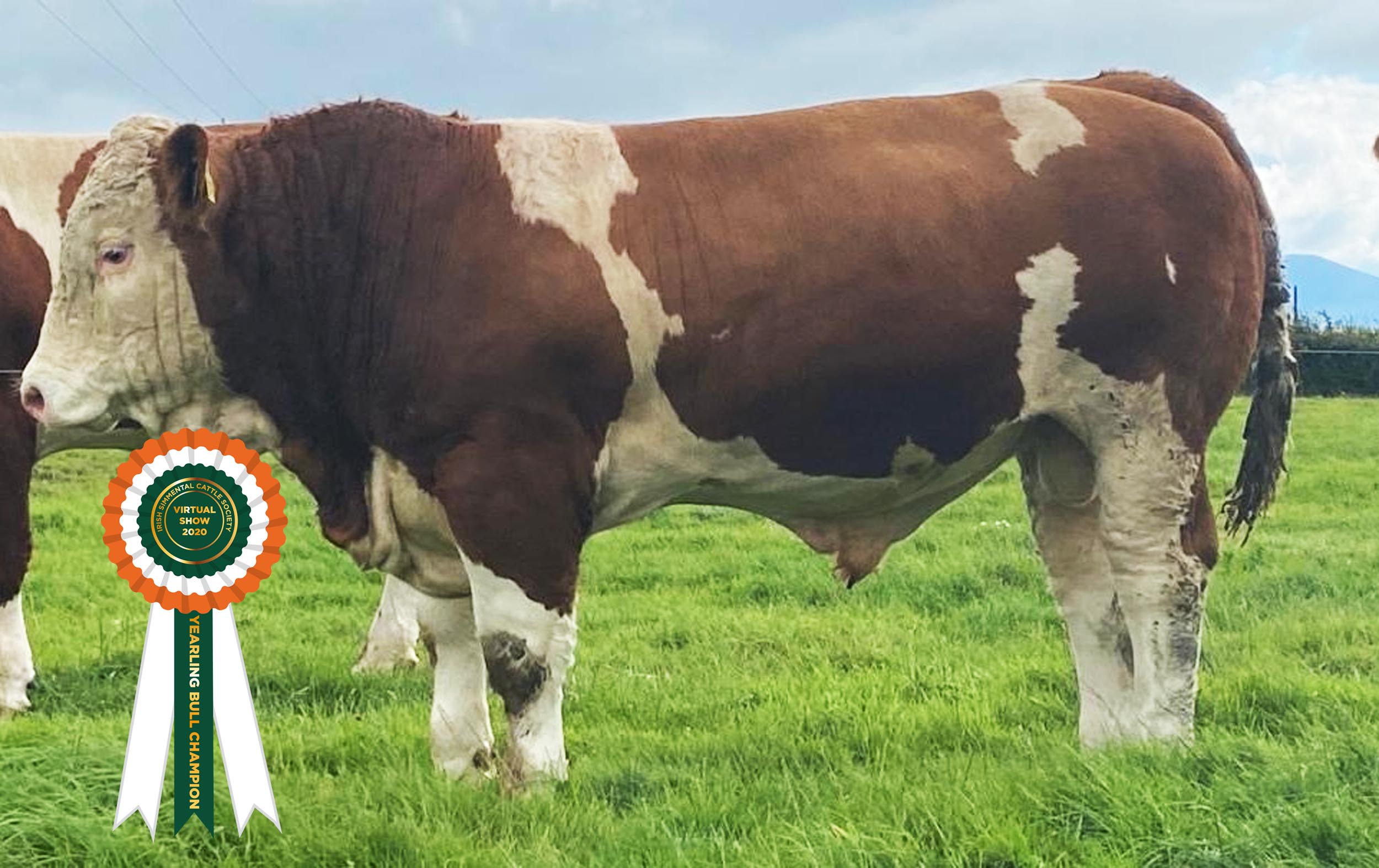 Read more about the article Results Class 8 – Yearling Bull