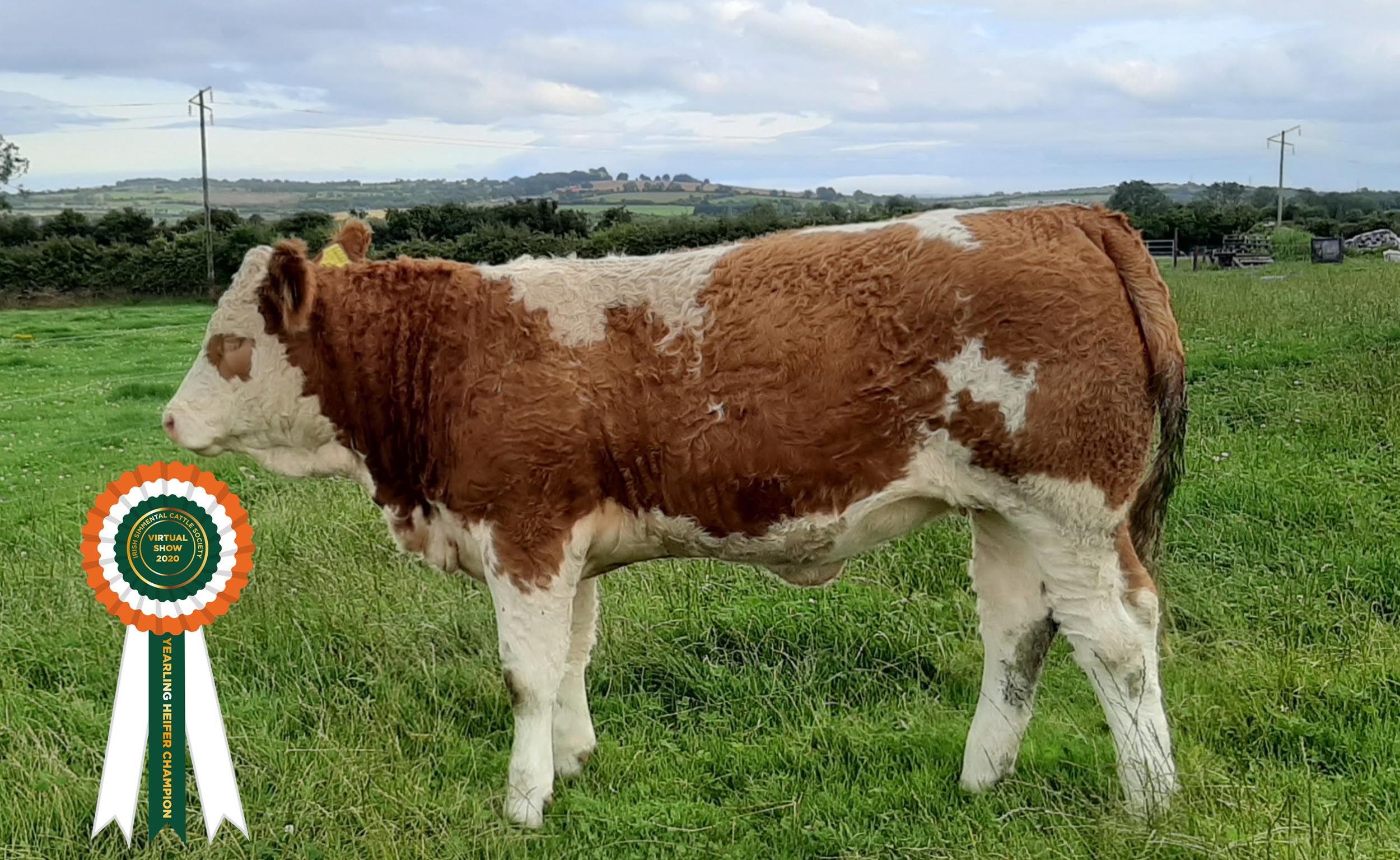 Read more about the article Results Class 9 – Yearling Heifer