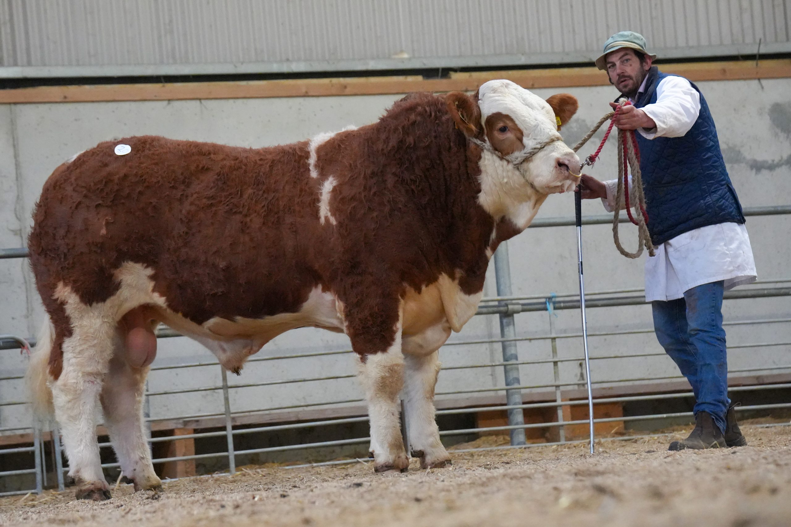 Read more about the article Top Price of €5500 for Clonagh Rocket Explorer at Simmental April Sale last Friday at Tullamore Mart