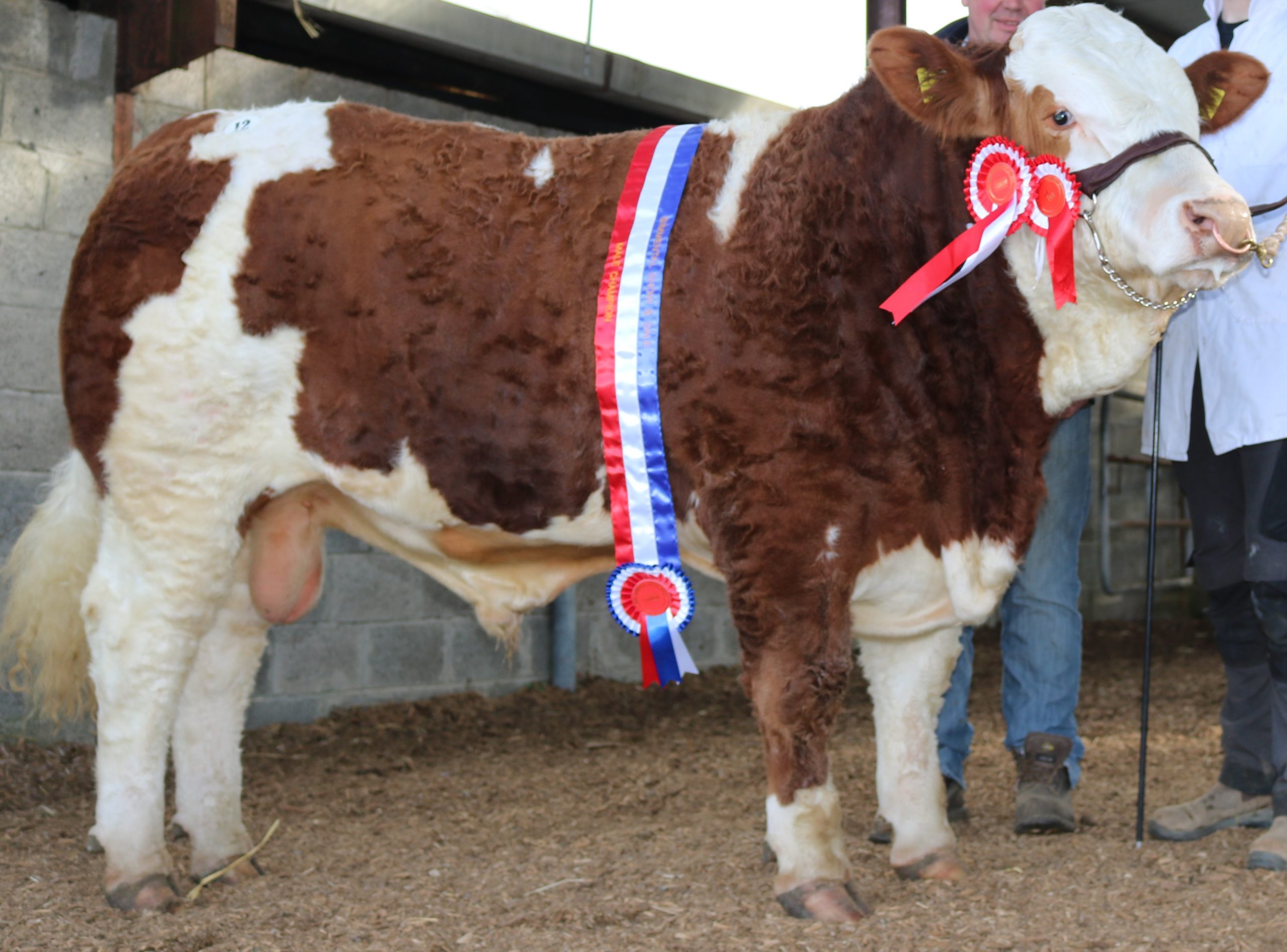 Read more about the article Simmental Bulls For Sale – Latest April  Web Catalogue, Pictures & Contact Details
