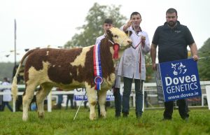 Dovea Strokestown18 Senior Heifer Calf Thornford Jemina Sean & Ryan Callan & John Lynch