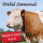 Catalogue here for Drehid Simmentals Reduction Sale