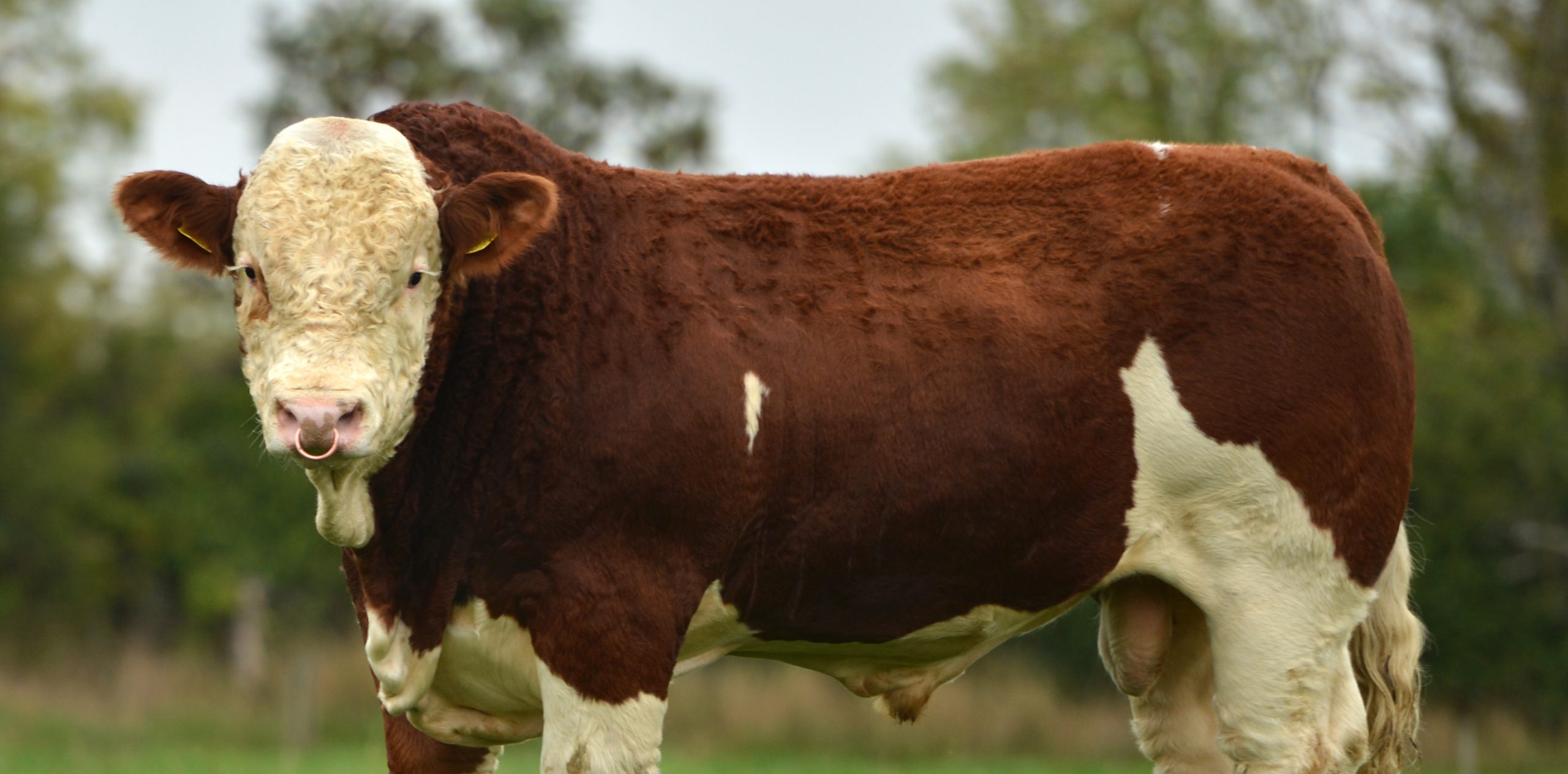 Read more about the article Simmental Bulls For Sale – May Web Catalogue, Pictures & Contact Details