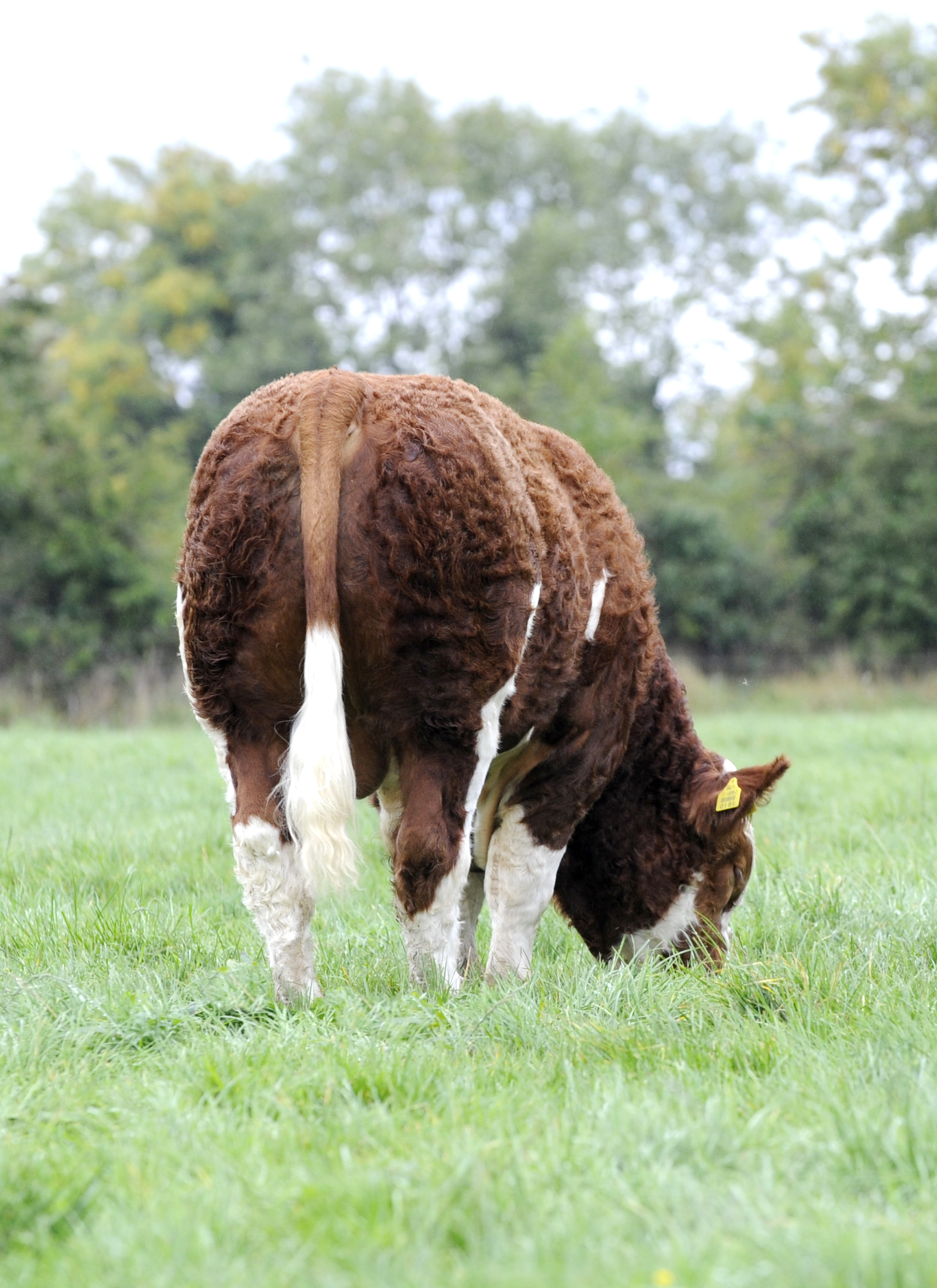 Read more about the article Roscommon Premier Sale Catalogue – (Photos & Videos here on website from Friday 15th Oct Midday)