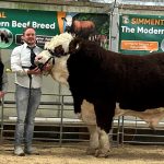 A Son of Siegfried leads the way at Tullamore Simmental Sale selling at €10,100.