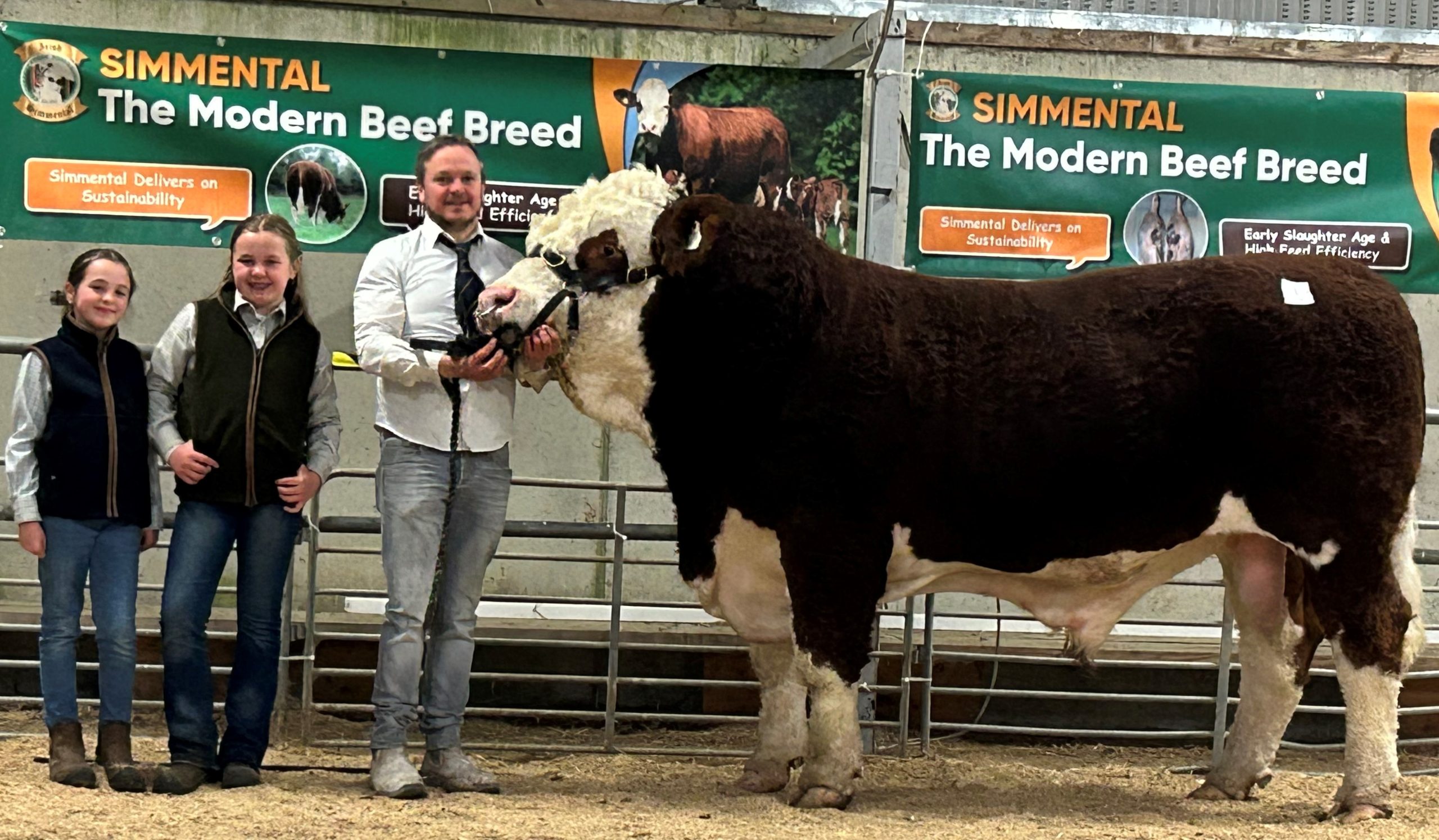 A Son of Siegfried leads the way at Tullamore Simmental Sale selling at €10,100.