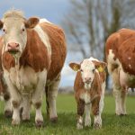 Catalogue for Gort Simmental X Heifer Sale Wed 11th October 2023