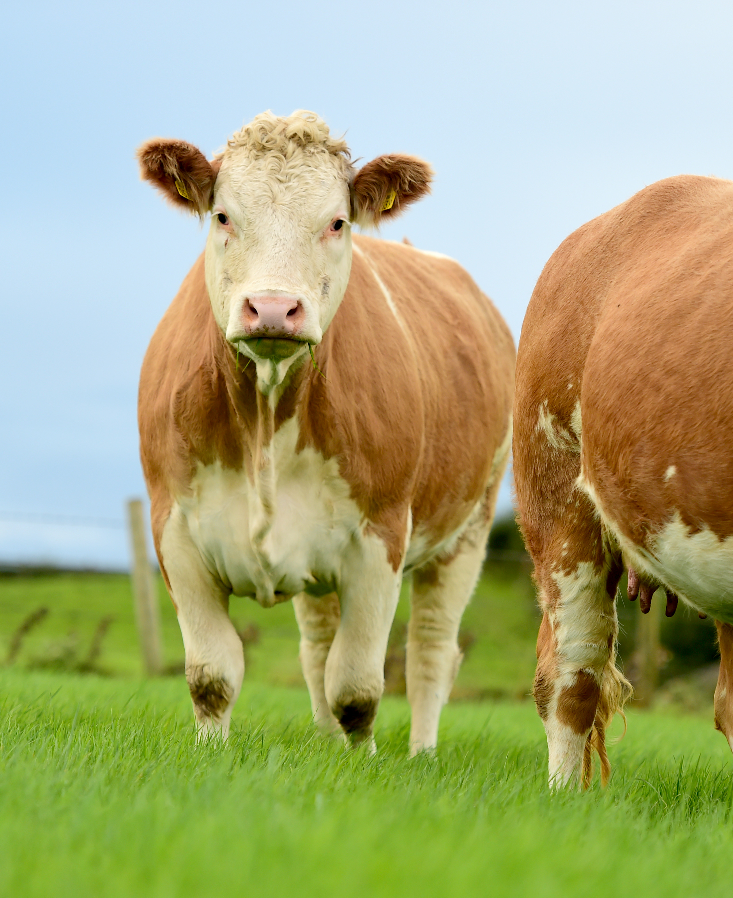 Read more about the article ****REPORT on Sensational Gort***Simmental X Heifer Sale 13th Oct 2021