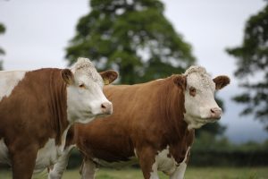 Heifer Catalogue Cover Photot