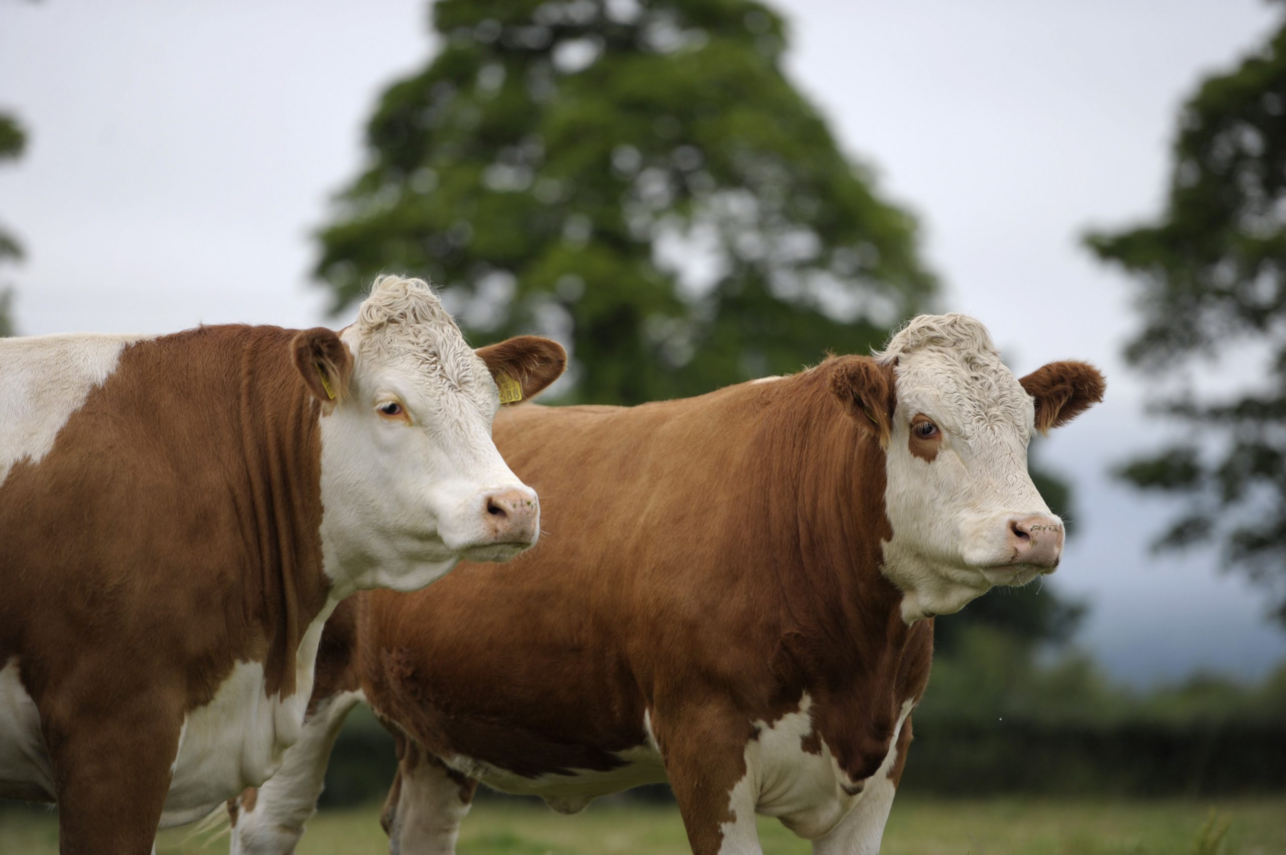 Read more about the article Simmental Heifers For Sale – May Web Catalogue, Pictures & Contact Details