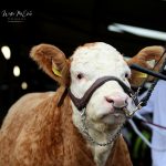Tullamore Spring Show & Sale – Friday 24th April 2026 @ 7pm – Entry Form & Fact Sheet Here