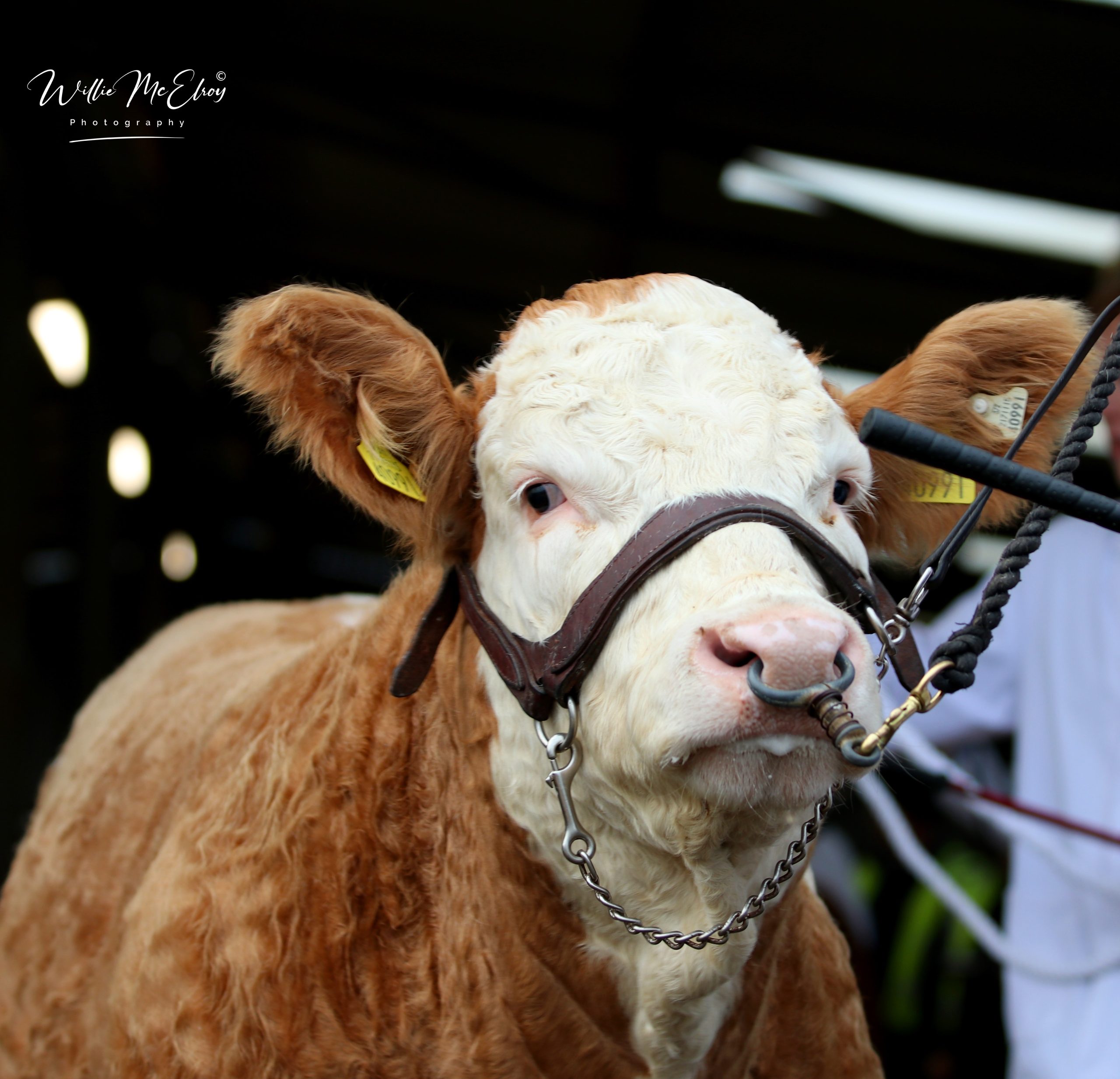 Tullamore Spring Show & Sale – Friday 24th April 2026 @ 7pm – Entry Form & Fact Sheet Here