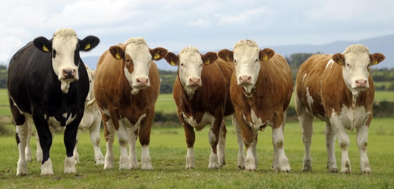 Read more about the article Western Simmental Club Sponsorship