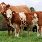 Simmental Heifers Top Tullamore Farm Incalf Heifer Sale at Roscrea Mart Wed 25th October 2023
