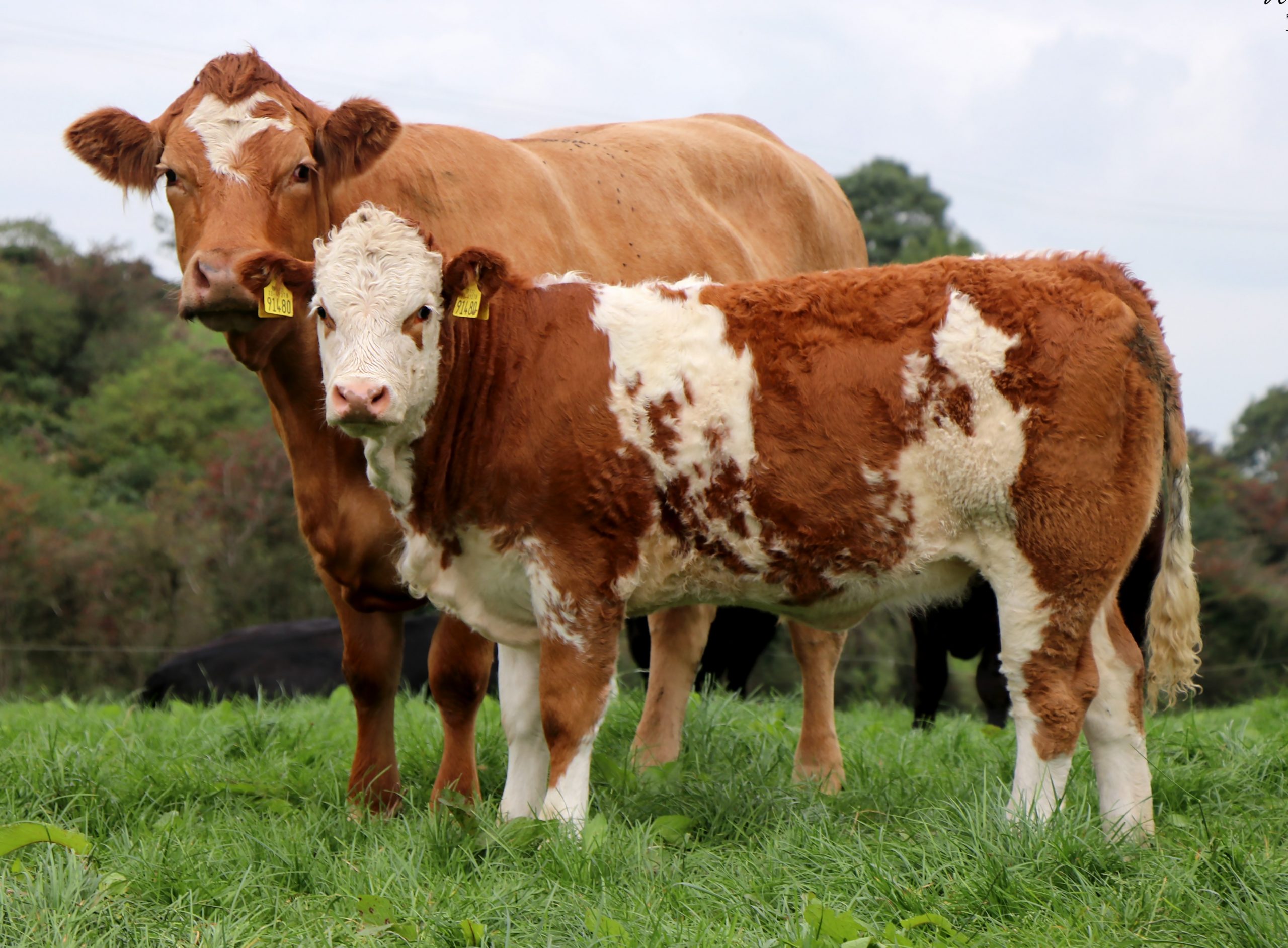 Read more about the article Simmental Heifers Top Tullamore Farm Incalf Heifer Sale at Roscrea Mart Wed 25th October 2023