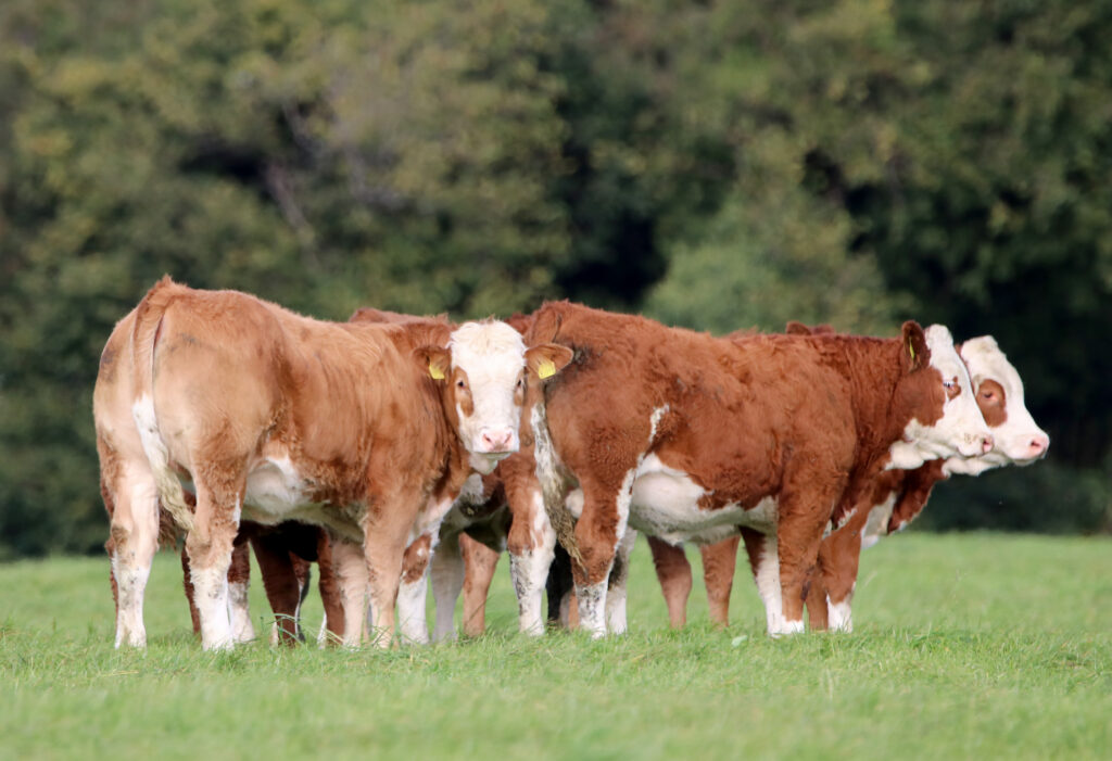 Agriland - Age of slaughter is key to carbon challenge.... - Irish ...