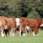 Agriland – Age of slaughter is key to carbon challenge….