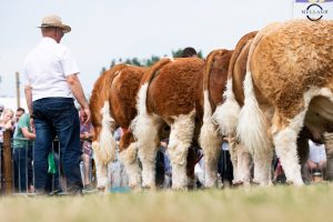 ISCS-27th-National-Simmental-Show-Tullamore-2022-14-Aug-22-0A0A2792